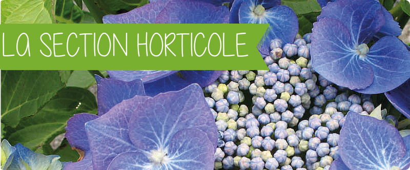 SECTION HORTICOLE